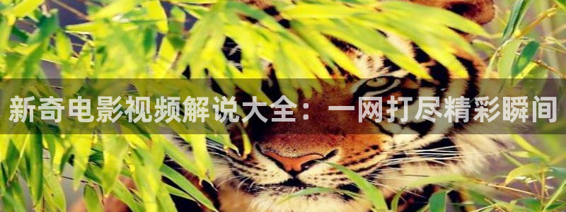 奇优影院在线观看入口：新奇电影视频解说大全：一网打尽精彩瞬间